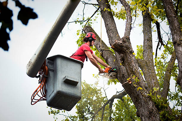 Best Tree Clearing Services  in USA